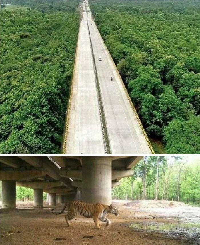 Indie zbudowały 16-kilometrowy odcinek uniesionej autostrady, by umożliwić dzikim zwierzętom przechodzenie pod spodem.