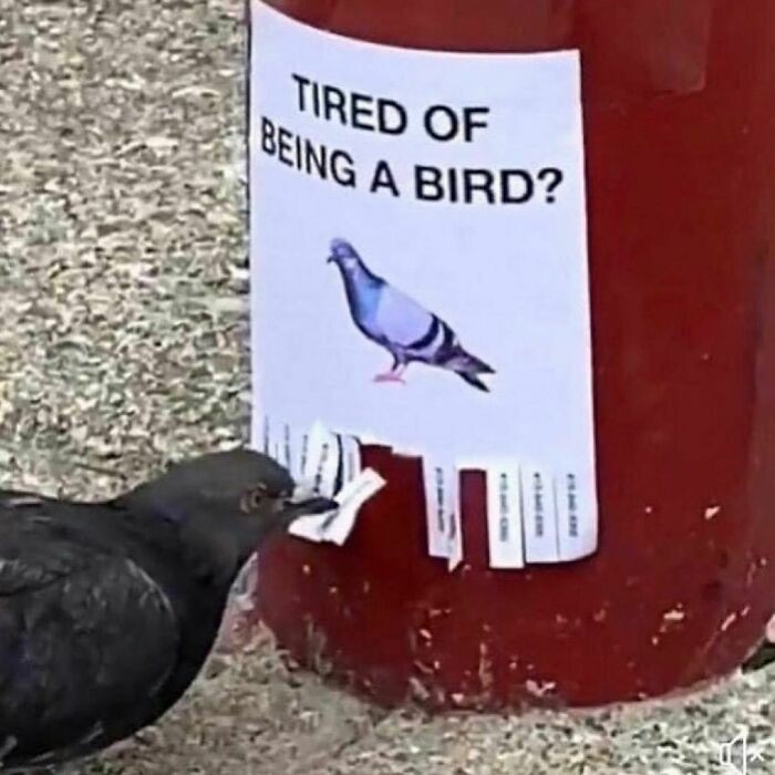 Zmęczony byciem ptakiem?