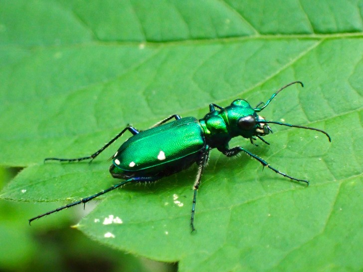 "Piękny kolor chrząszcza gatunku cicindela sexguttata"