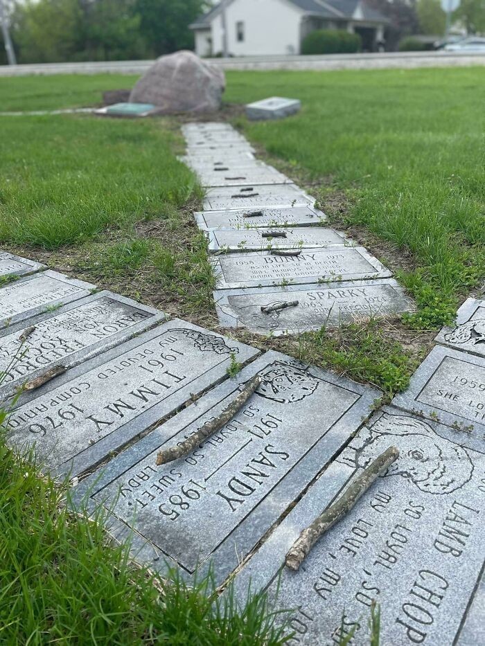 Ktoś umieścił mały patyk na każdym psim grobie na tym cmentarzu.