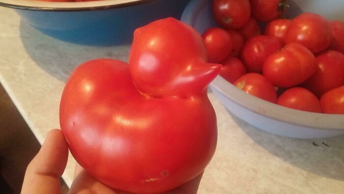 2. Pomidor w kształcie kaczuszki