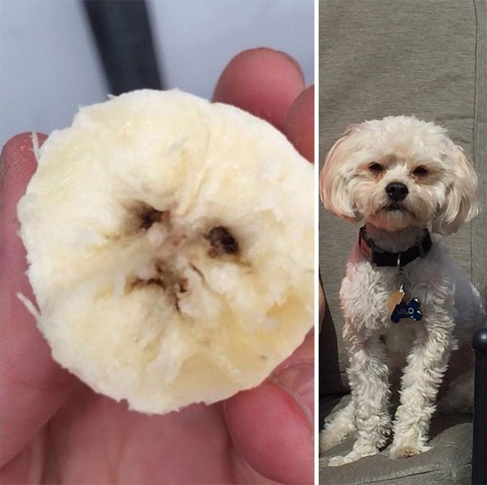 12. "Ten banan wygląda jak pies mojej mamy."