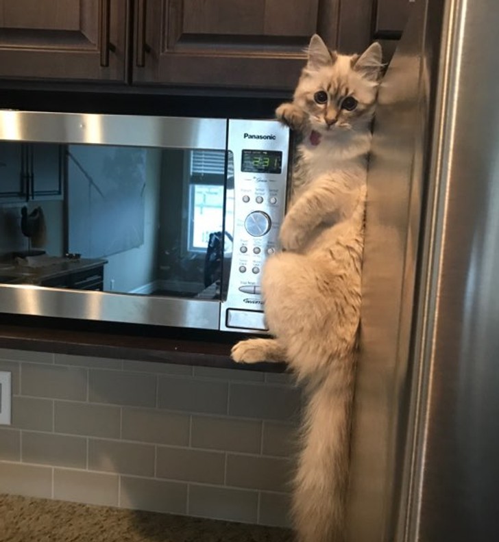 "Mój kot próbował wspiąć się na lodówkę, by ukraść jedzenie swojej starszej siostry."