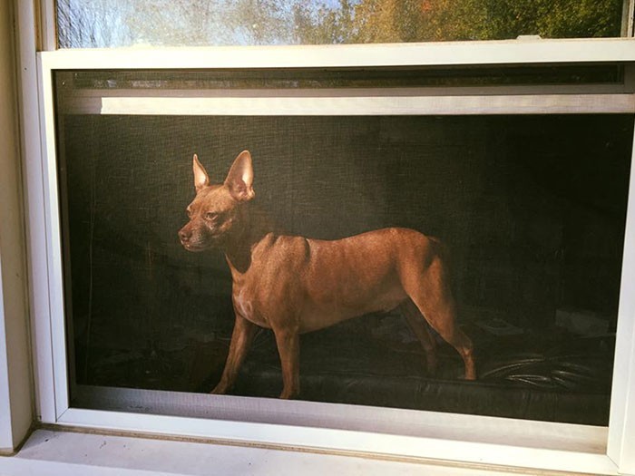 "Zrobiłam zdjęcie mojemu psu przez siatkę na oknie. Wygląda jak stare malowidło."