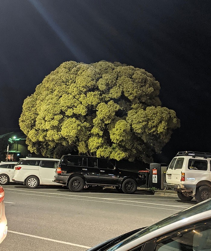 Drzewo wyglądające jak brokuły