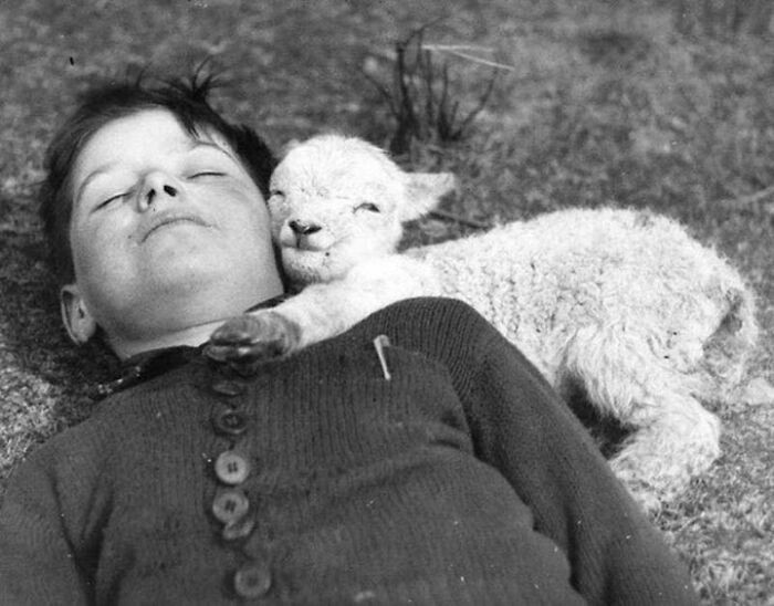Jagnię przytulone do śpiącego chłopca, 16 marca, 1940
