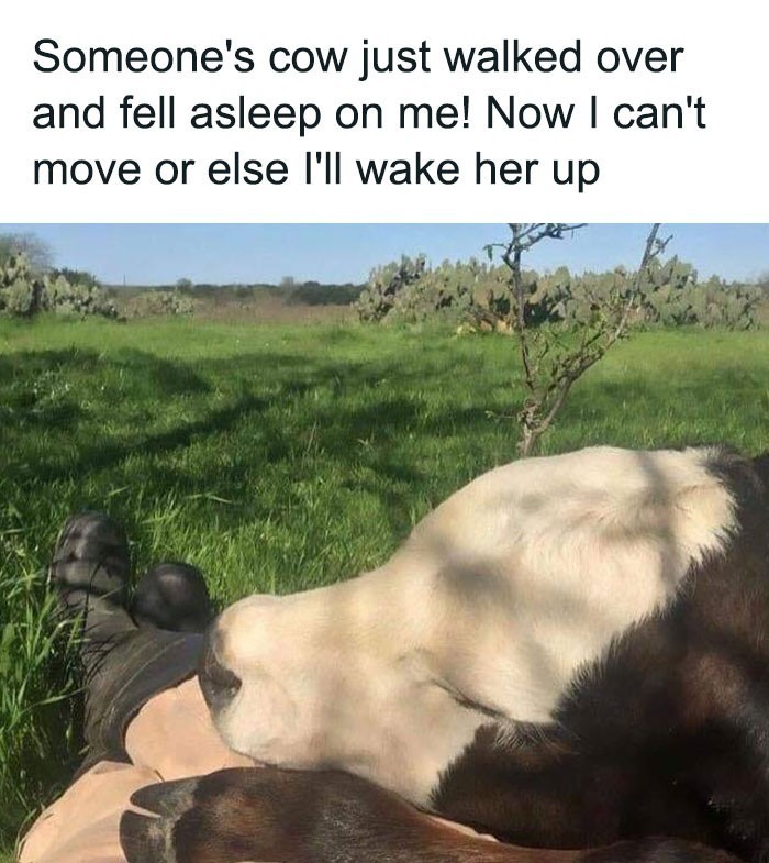 "Czyjaś krowa podeszła i zasnęła na mnie. Teraz nie mogę się ruszyć, bo nie chcę jej zbudzić."