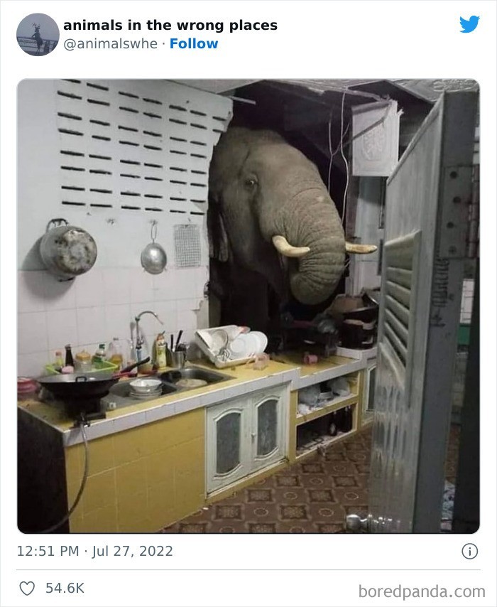  Tak, to słoń w kuchni 