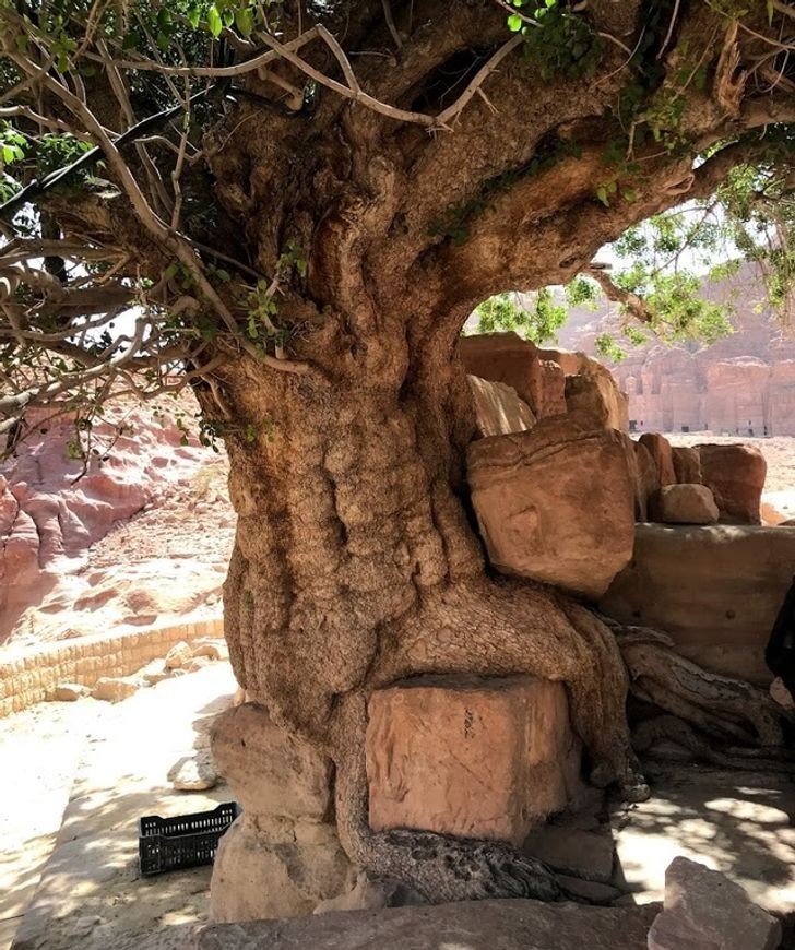 1. Stare drzewo w mieście Petra w Jordanii