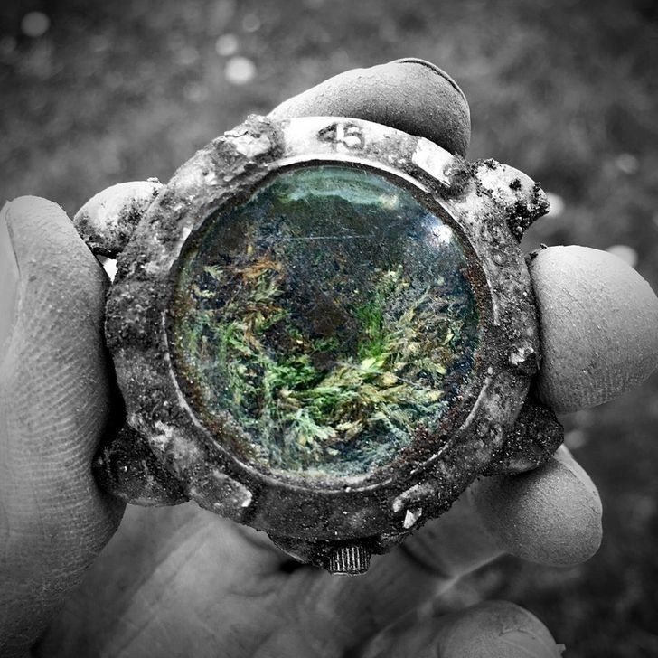 8. "Zegarek, który znalazłem. Natura zmieniła go w miniaturowe terrarium."