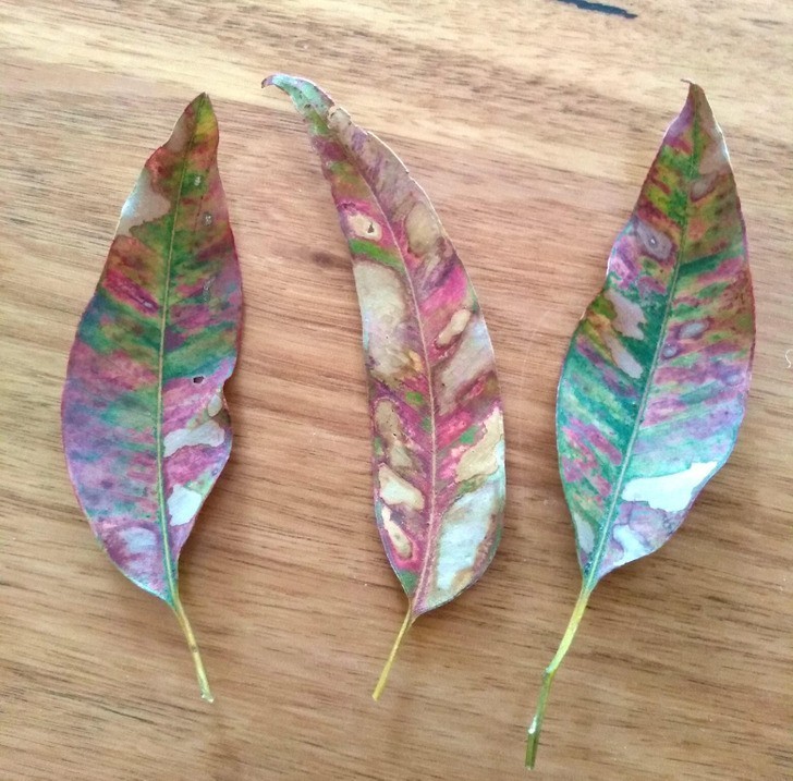 "Różne barwy liści eukaliptusa podczas zimy w Australii"