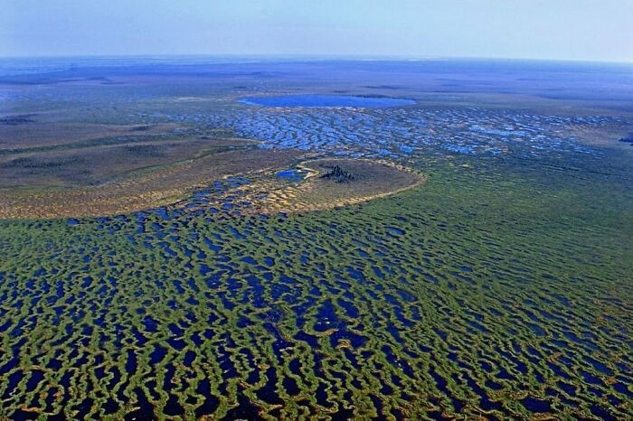 Rezerwat Wasiugański w Rosji to miejsce, w którym znajduje się największy obszar bagien na świecie Jest on porównywalny do powierzchni Szwajcarii.