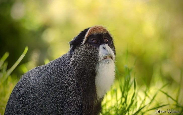 12. Koczkodan nadobny zawdzięcza swoją angielską nazwę (De Brazza's monkey) podróżnikowi i odkrywcy, Pierre Savorgnan de Brazza.