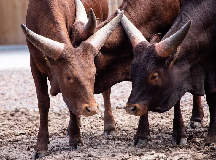 16. Rogi bydła rasy watussi używane są do termoregulacji a nie walki.