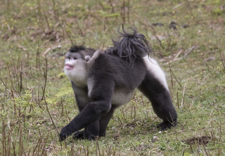 19. Rokselana to małpa żyjąca w Himalajach. Potrafi ona wspinać się na wysokości 4 700 metrów nad poziomem morza.