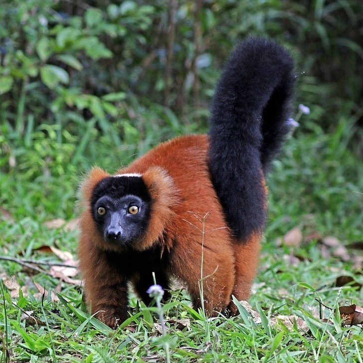 4. Lemur rudy występuje wyłącznie na Madagaskarze.