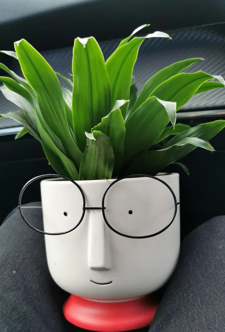 "Zobaczyłam dziś urzekającą roślinkę w okularach."