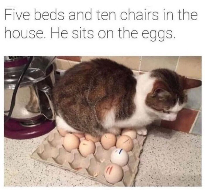 Próba wysiadywania jaj