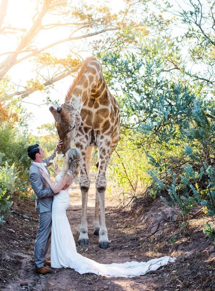 14. Nieoczekiwany gość pojawił się na tym ślubie w połoduniowoafrykańskim rezerwacie przyrody.