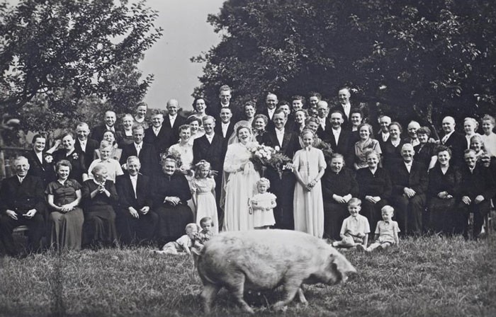 16. "Świnia przebiegła przez zdjęcie ślubne moich dziadków - 1927 rok."