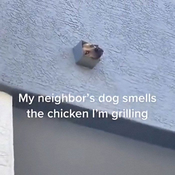 "Pies sąsiada wyczuł, że grilluję kurczaka."