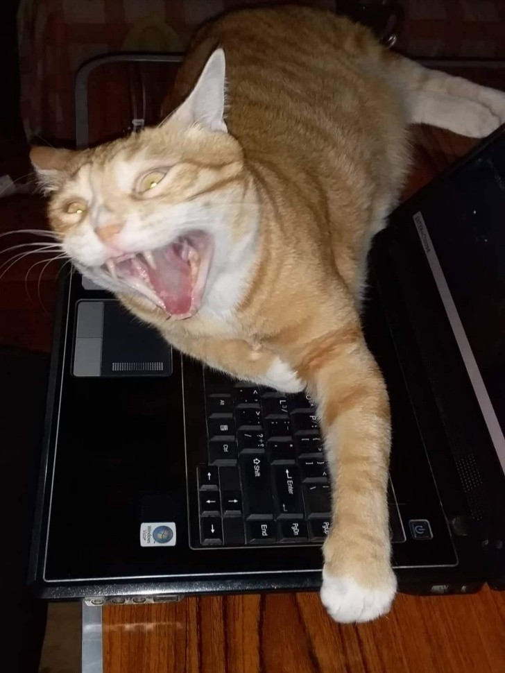 15. "Mój kot gdy próbowałam podnieść swojego laptopa."