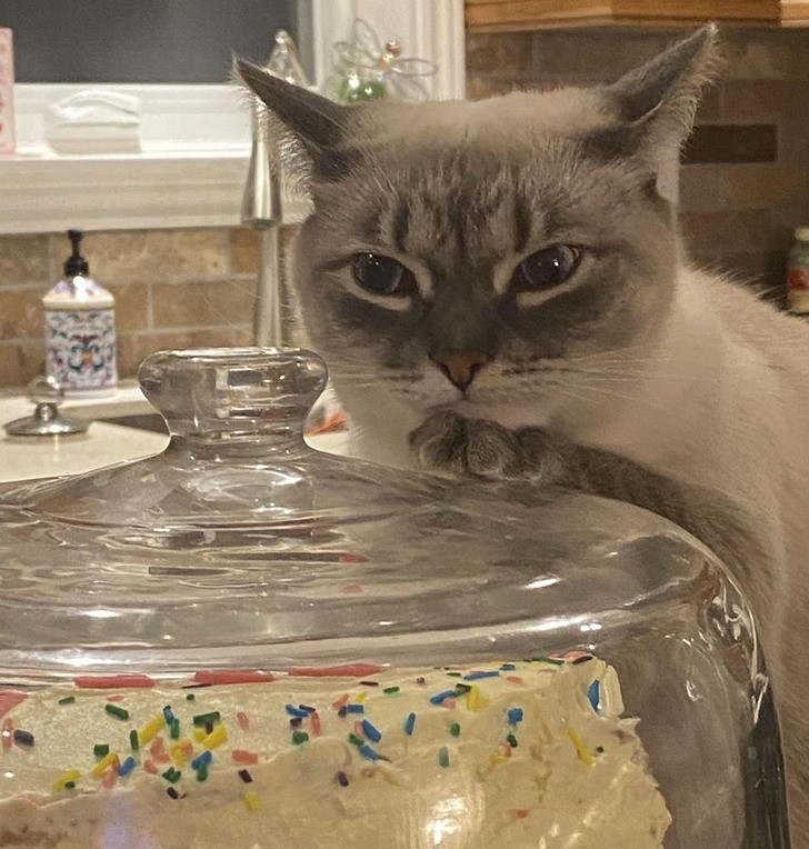 "Trzeci raz żądam ciasta, człowieku, i wciąż go nie otrzymałem. To skandal."
