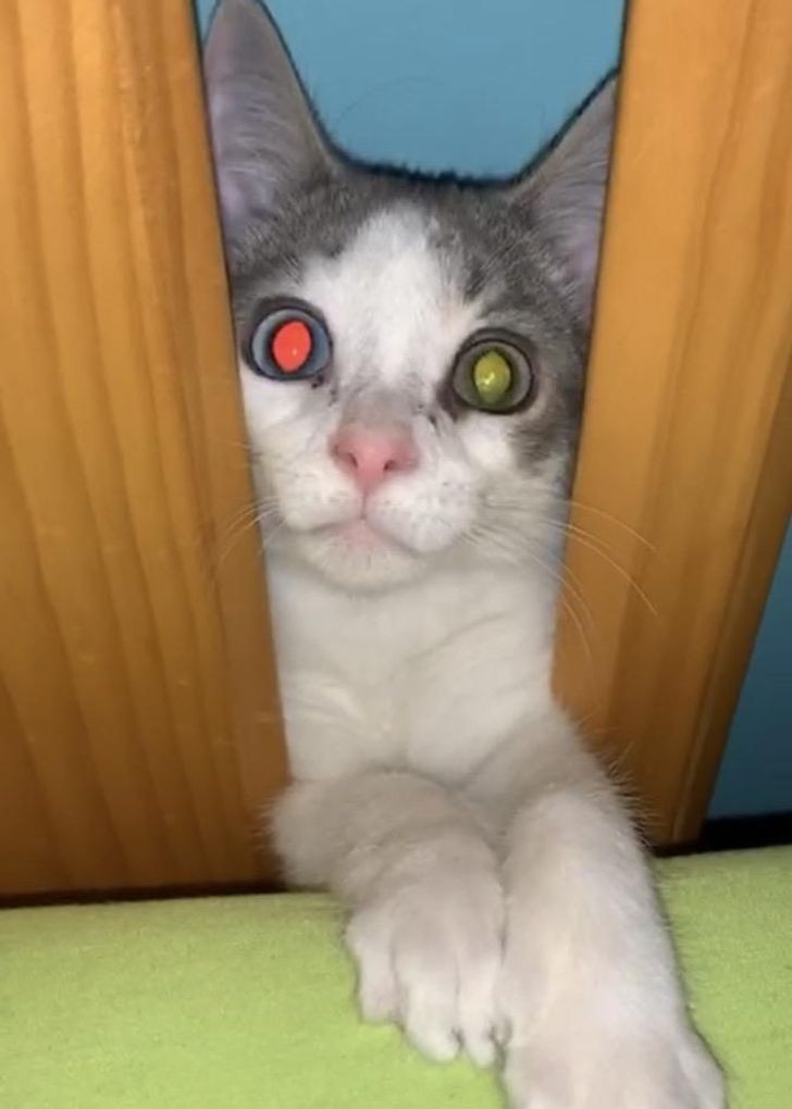 7. "Kot mojej dziewczyny ma różnobarwne oczy, które odbijają osobne kolory, gdy robi mu się zdjęcie."