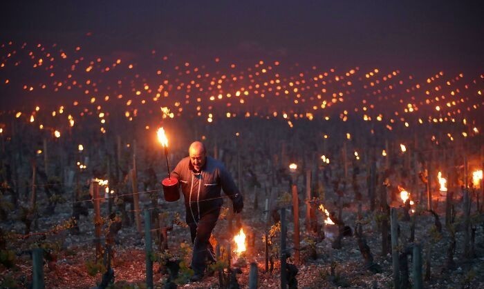 14. Francuscy hodowcy używają ognia, by uratować swoje winnice podczas chłodnych nocy.
