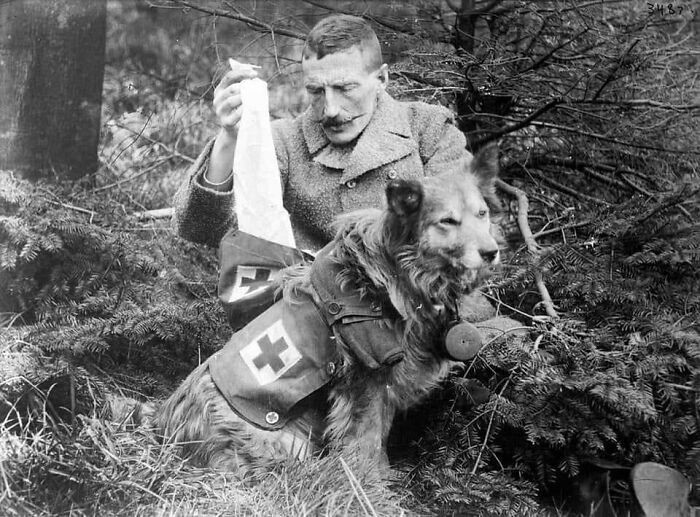 Brytyjski żołnierz wyciągający bandaże z apteczki psa, 1915