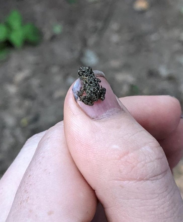 6. "Znalazłem malutką żabkę w parku w Wisconsin."