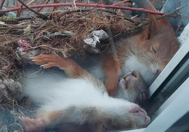 "Wiewiórki śpiące w gnieździe na czyimś parapecie"