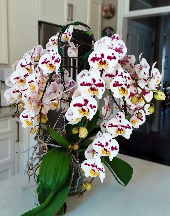 "Ta orchidea ma ponad 96 dużych kwiatów i pąków."