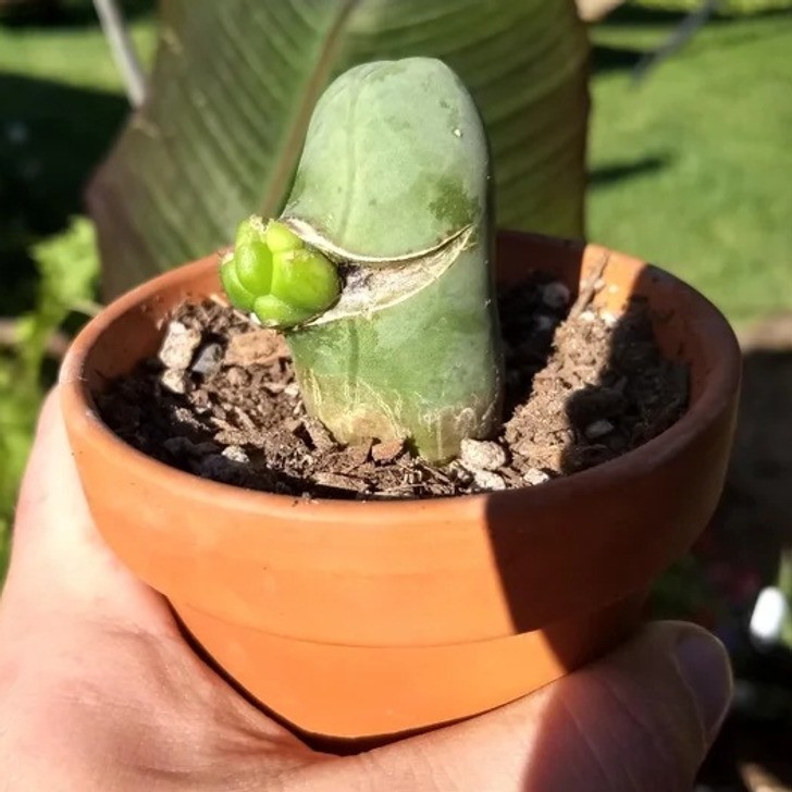 "Kaktus wyrastający z kaktusa"