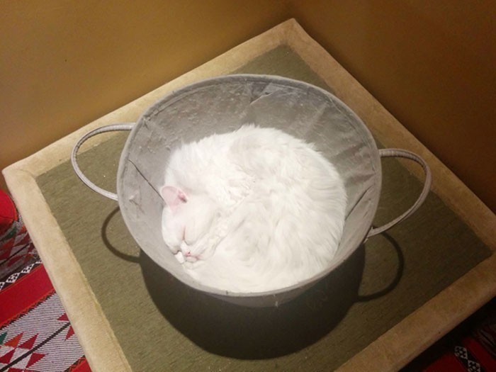 17. Miska pełna mąki, czy śpiący kot?