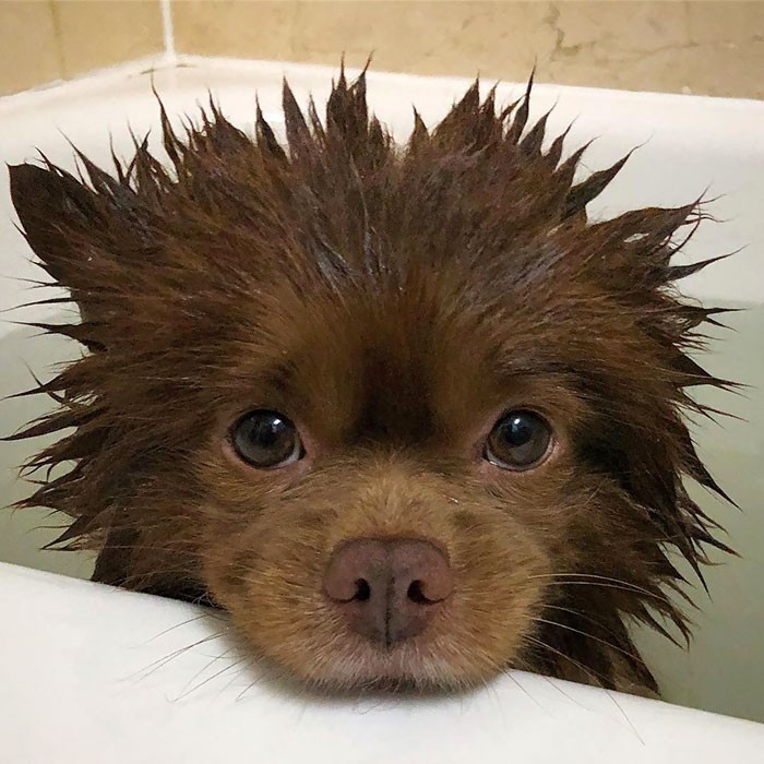9. Pies po kąpieli, wyglądający jak mały niedźwiadek