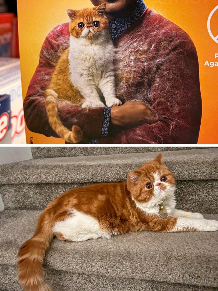 "Znalazłam sobowtóra mojego kota na plakacie reklamowym."