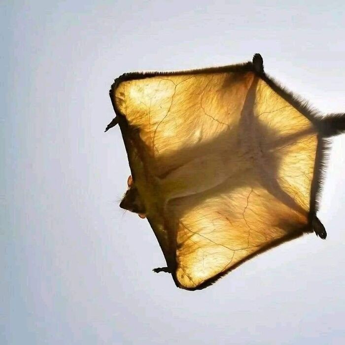 Olbrzymia latająca wiewiórka z Indii uwieczniona podczas słonecznego dnia