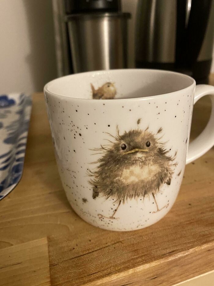 "Ten ptak idealnie oddaje mój wygląd przed zaparzeniem porannej kawy."