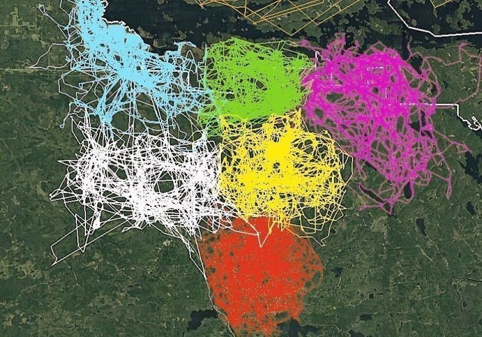 2. Mapa ukazująca zapisy z trackerów GPS założonych wilkom z sześciu różnych stad w Parku Narodowym Voyageurs. Widać na niej jak poszczególne stada unikają cudzych terytoriów.