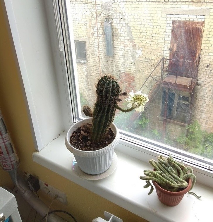 3. Gdy okna są tak brudne, że kaktus postanawia je umyć