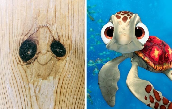 1. Żółwik z "Gdzie jest Nemo"?