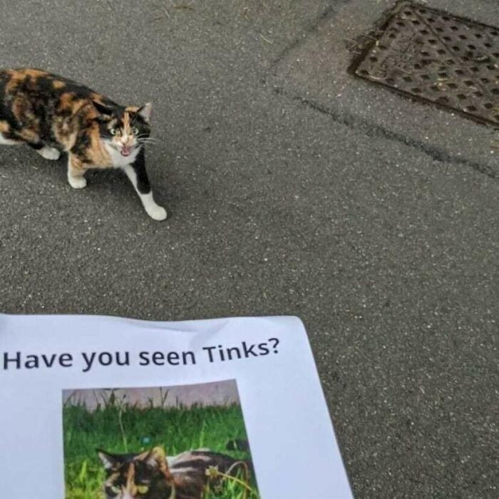 Czy widziałeś Tinksa? 