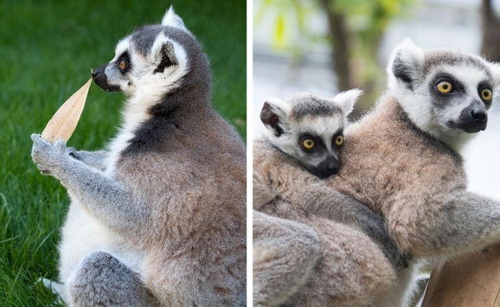 9. Lemury, 135 dni