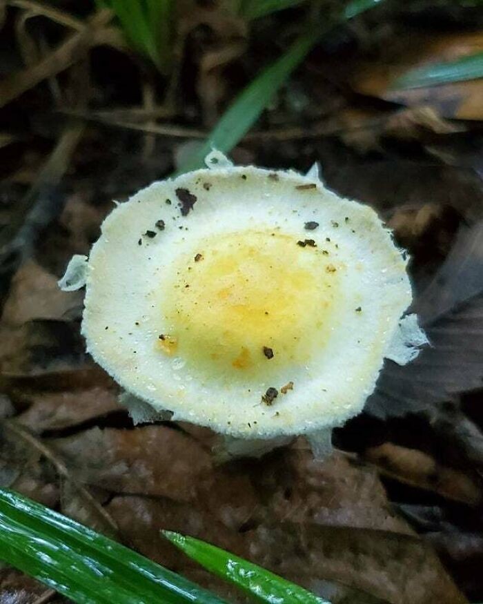 6. "Znalazłam grzyba w kształcie sadzonego jajka."