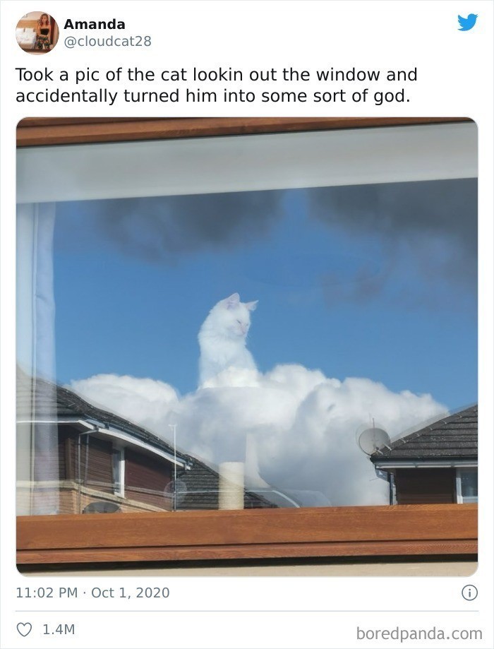 1. "Zrobiłam zdjęcie kotu wyglądającemu przez okno i przypadkowo zmieniłam go w jakiegoś boga."