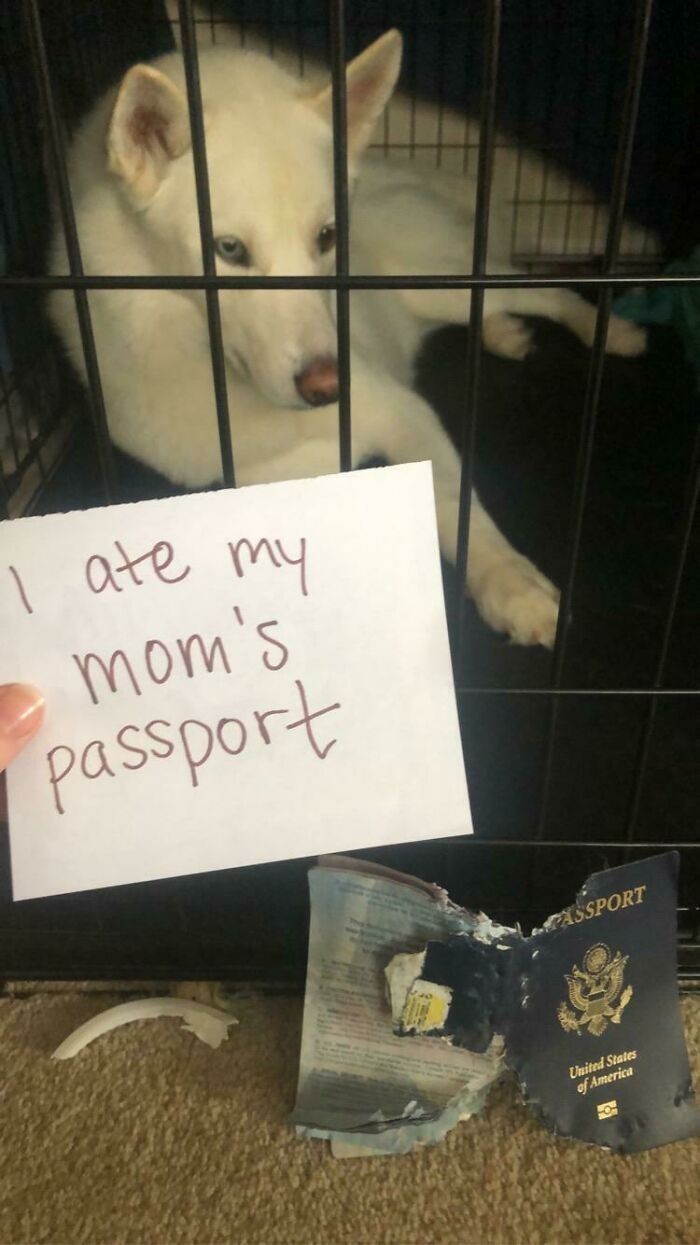 8. "Zjadłem mamie paszport."