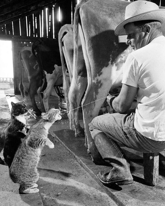 3. Koty Blackie i Brownie łapiące mleko podczas dojenia na farmie Archa Badertschera w Kaliforni, 1954