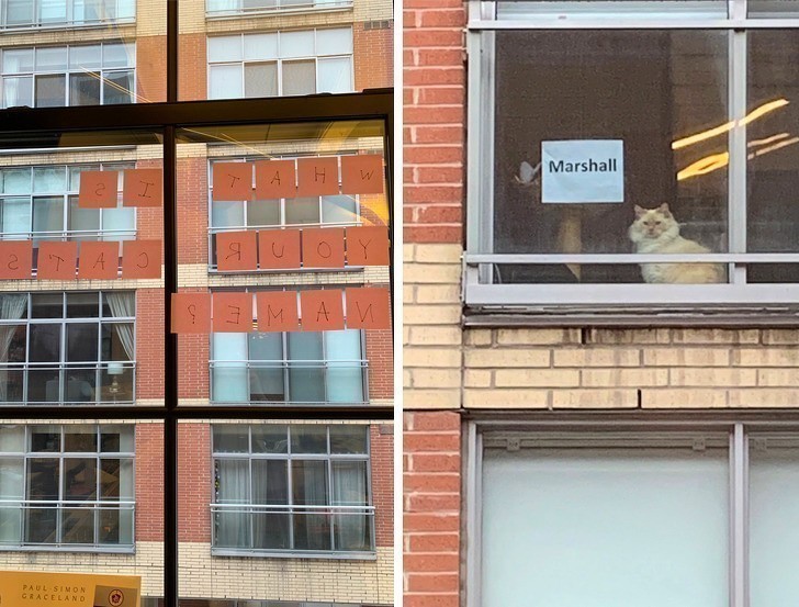 12. Każdego dnia widzimy kota w oknie czyjegoś apartamentu. Tydzień temu zapytaliśmy o jego imię, a dziś otrzymaliśmy odpowiedź.