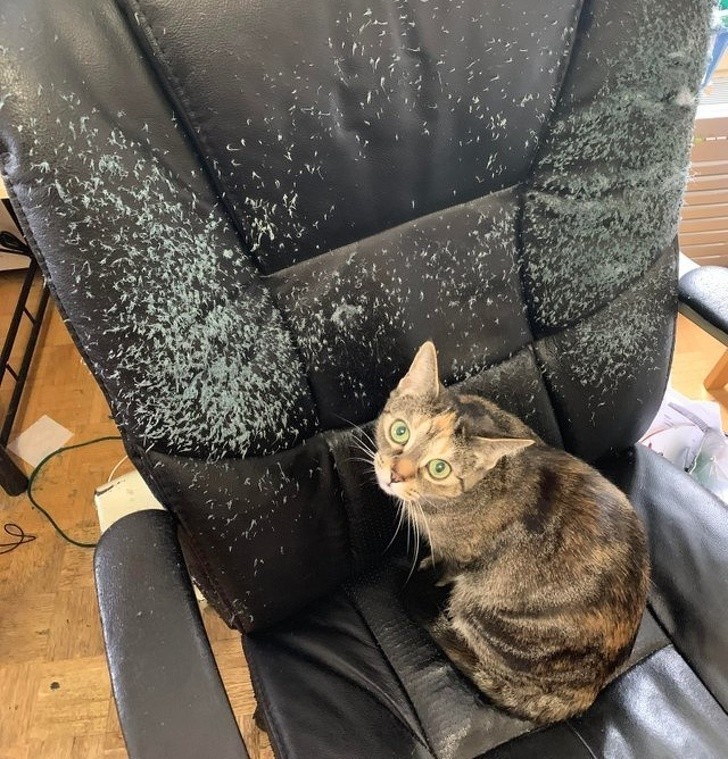 13. "Mam to krzesło od 8 lat. Kot jest ze mną od 3 miesięcy..."